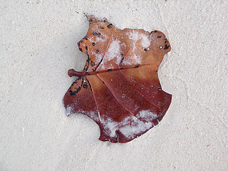 Image showing Leaf in the sand