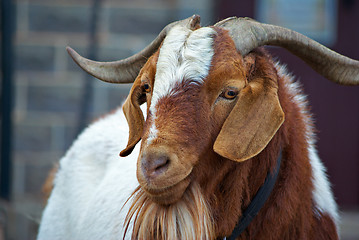 Image showing goat