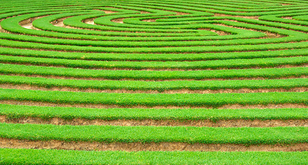 Image showing garden maze