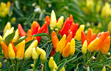 Image showing hot chilli