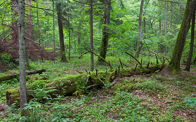 Image showing Broken spruce tree almost decomposed