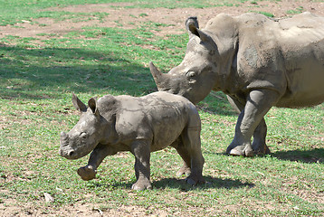 Image showing mother and baby rhino