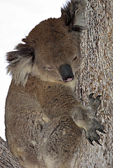 Image showing koala in tree