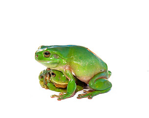 Image showing frog being consoled