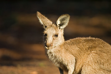 Image showing eastern gray kangaroo
