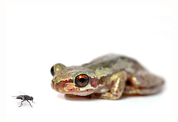 Image showing crouching frog and fly