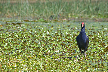 Image showing water hen in wetlands