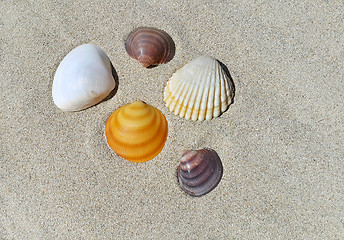 Image showing Sea shells on the sand