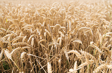 Image showing field of ripening wheat ears or rye spikes