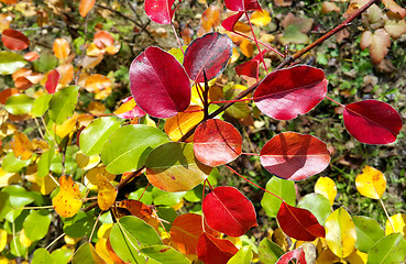 Image showing Autumn pear tree branch