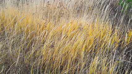 Image showing Autumn herbs and plants