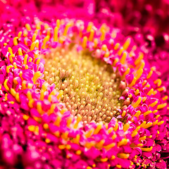 Image showing Beautiful red gerbera flower