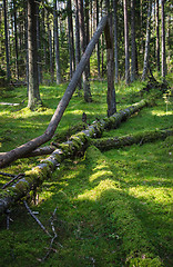 Image showing Damaged wood pests and fallen trees in the forest