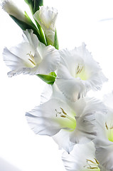 Image showing Blossoming white gladiolus, it is isolated 