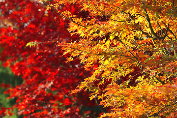 Image showing Bright autumn branches