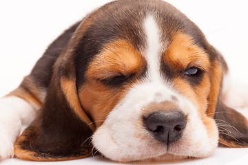 Image showing Beagle puppy on white background