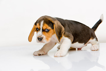 Image showing Beagle puppy on white background