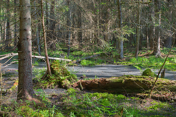 Image showing Broken tree roots partly declined inside coniferous stand