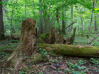 Image showing Broken spruce tree trunk moss wrapped