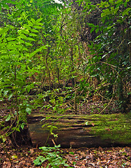 Image showing rain forest