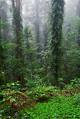 Image showing rain forest