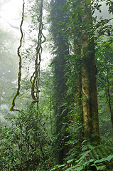 Image showing rain forest