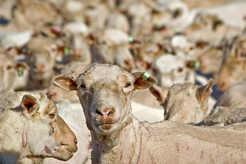 Image showing stand out from the flock