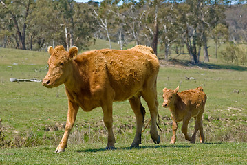 Image showing mother cow and calf