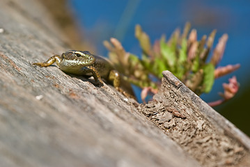 Image showing lizard on log