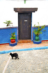 Image showing historical blue  in  antique building door  black cat