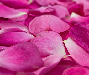 Image showing rose petals