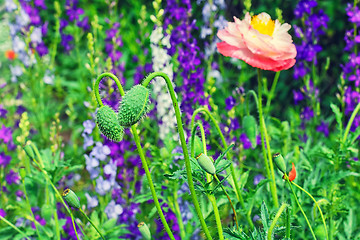 Image showing Spring blooming lawn