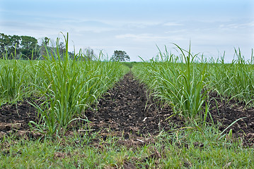 Image showing sugar cane