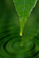 Image showing water drop on leaf