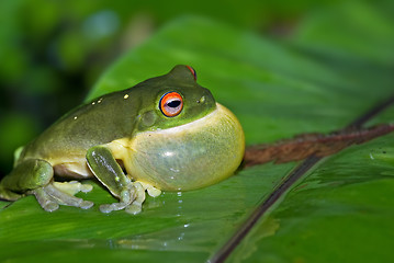 Image showing all puffed up