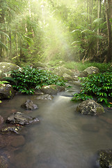 Image showing rainforest stream