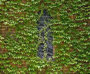 Image showing covered in ivy