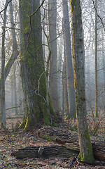 Image showing Old trees in natural stand of Bialowieza Forest