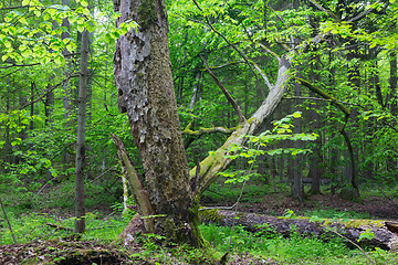 Image showing Old monumental Hornbeam Tree(Carpinus betulus)