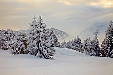 Image showing Winter forest landscape
