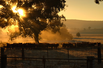 Image showing morning cattle