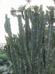 Image showing giant plant
