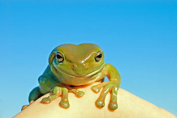 Image showing  hmm tree frog