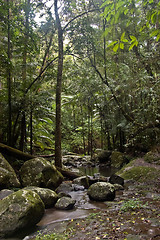 Image showing rain forest