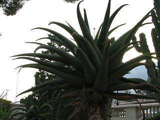 Image showing huge plant