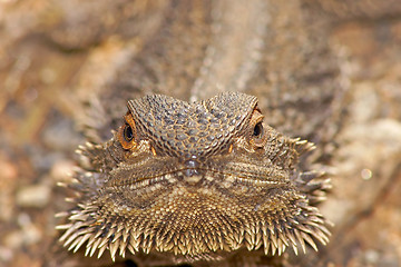 Image showing lizard looking into camera