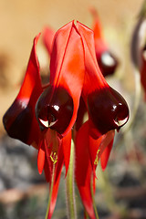 Image showing sturts desert pea