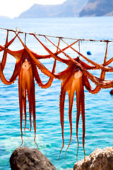 Image showing octopus   drying  in the sun  and light