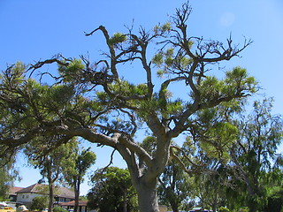 Image showing tree