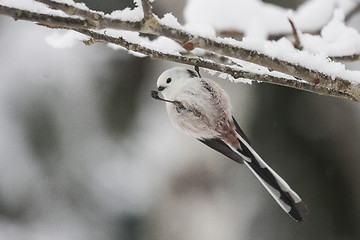 Image showing long-tailed tit